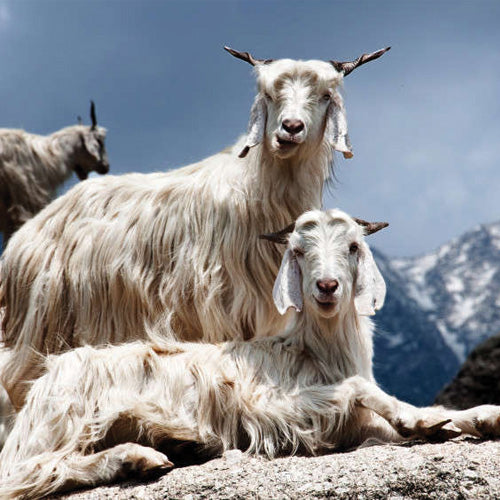 two goats on a mountain in mongolia - blog about what cashmere actually is